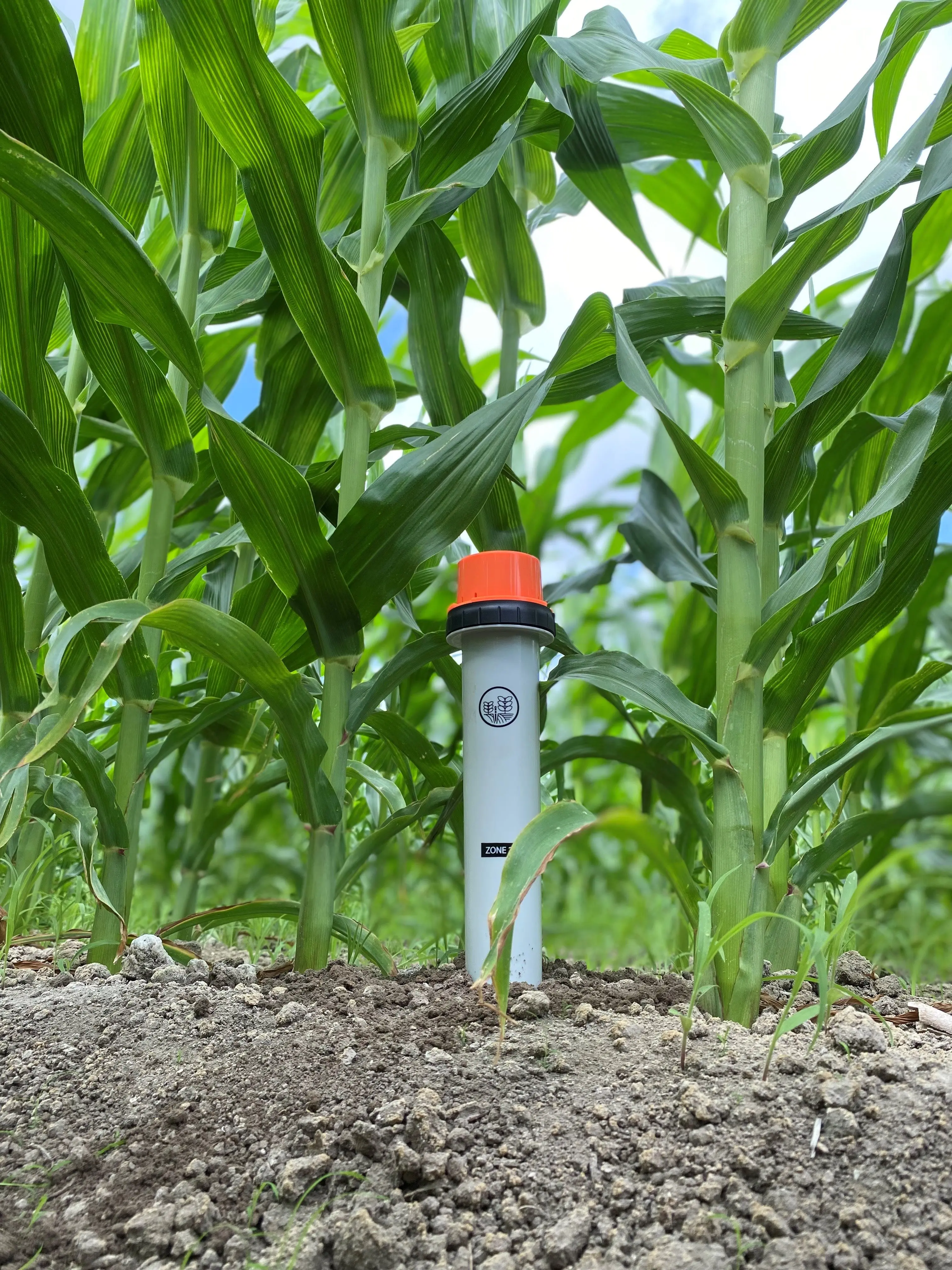 crophesy_in_tall_corn