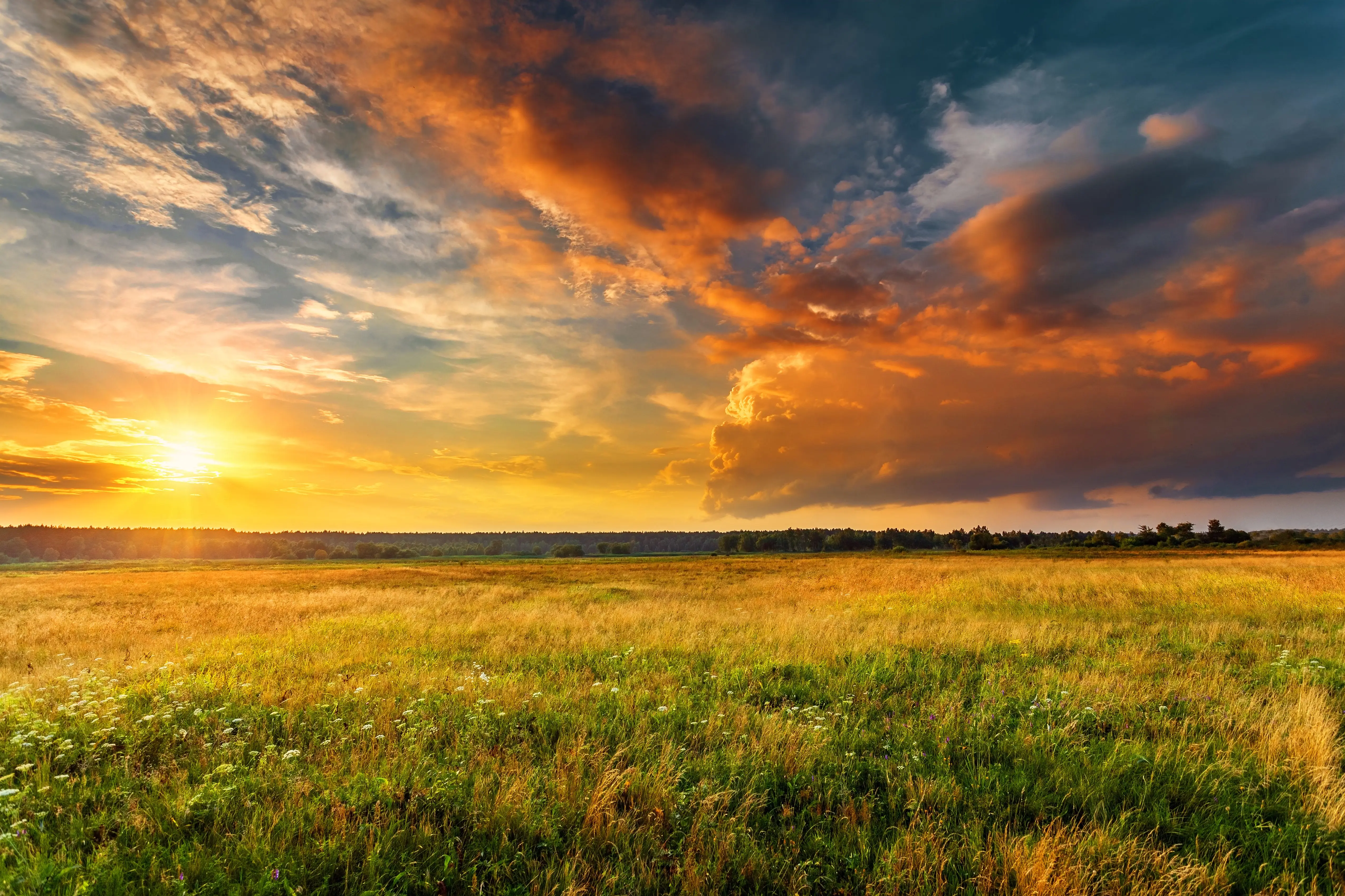 sunset-landscape-with-a-plain-wild-grass-field-and-a-forest-on-b