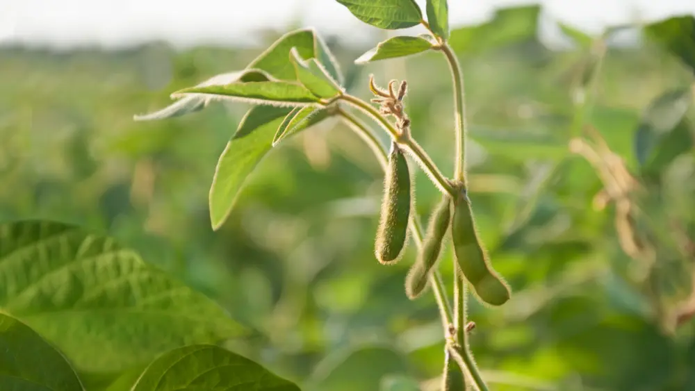 young-soybean-pods-in-a-soybean-field-on-a-sunny-day