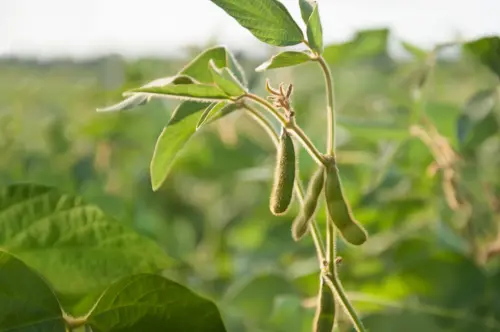 young-soybean-pods-in-a-soybean-field-on-a-sunny-day