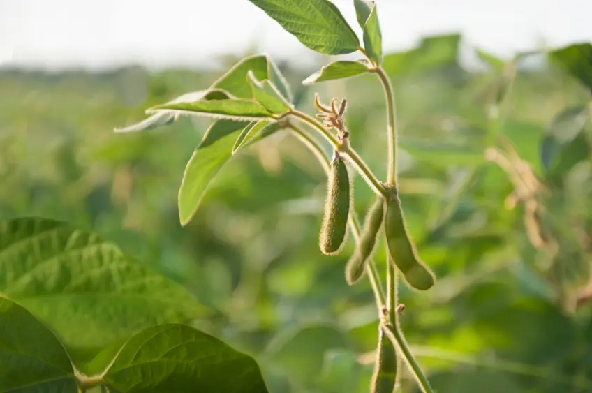 young-soybean-pods-in-a-soybean-field-on-a-sunny-day