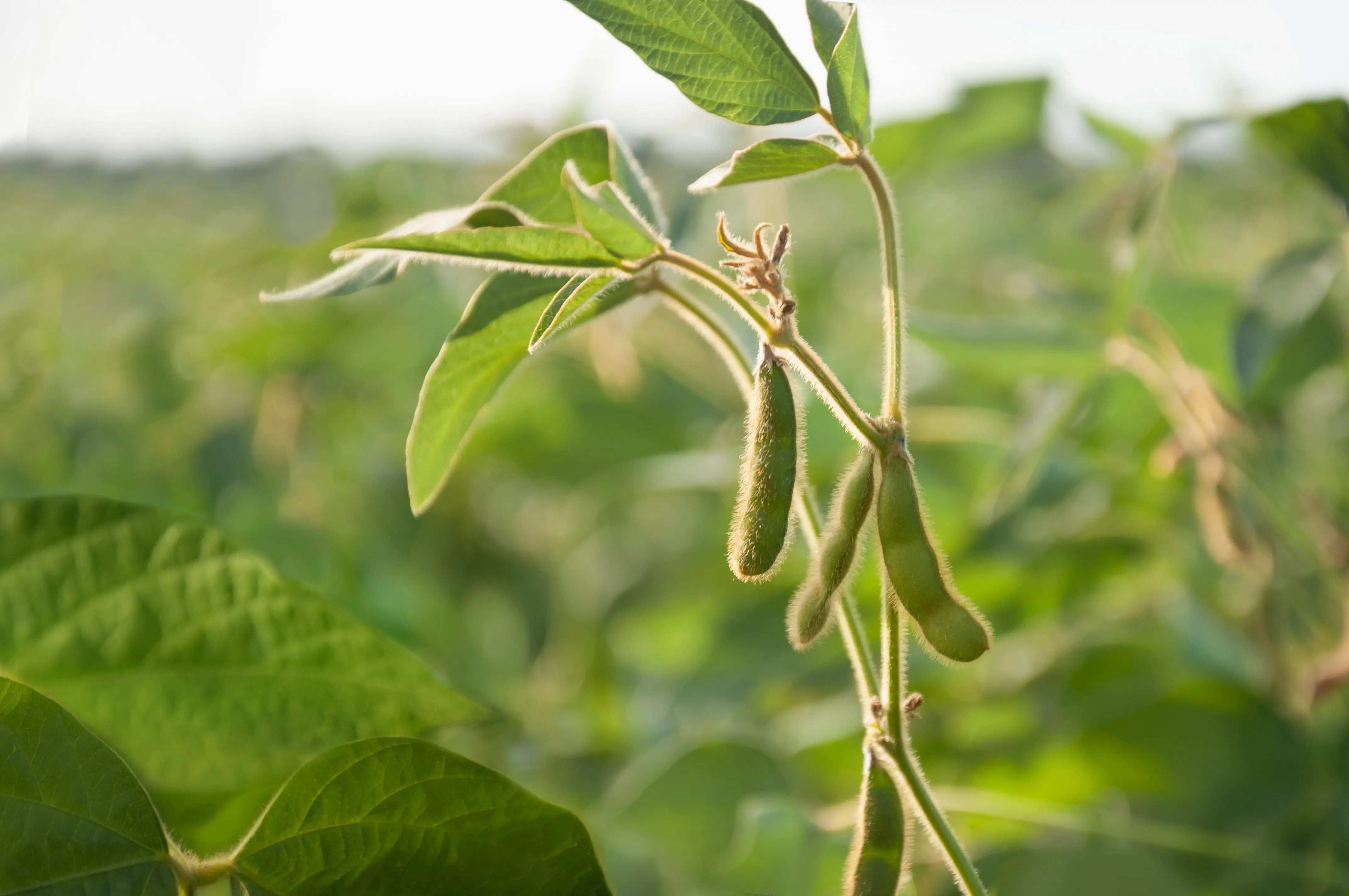 young-soybean-pods-in-a-soybean-field-on-a-sunny-day