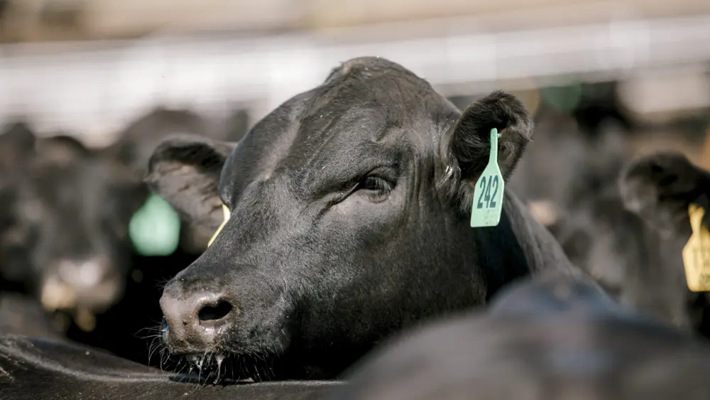 steer