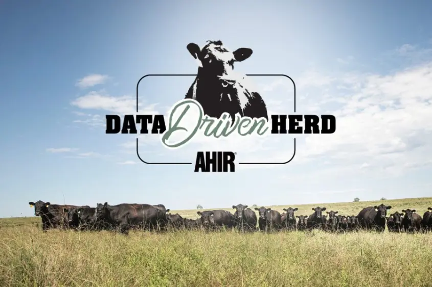 data_driven_herd