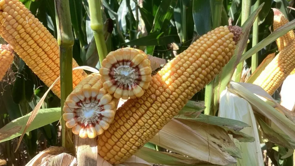 638-91-ear-and-girth