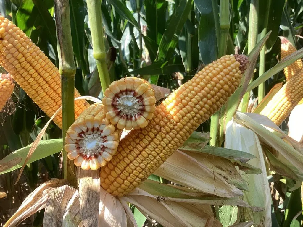 638-91-ear-and-girth