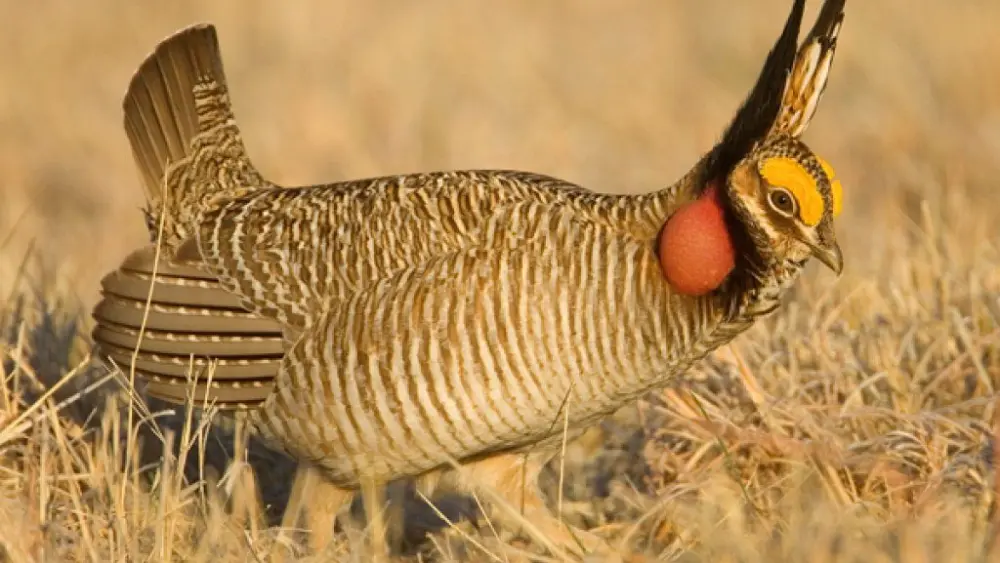 A lesser prairie-chicken with barred brown plumage, yellow eye combs, and inflated red throat sacs standing in dry grassland.