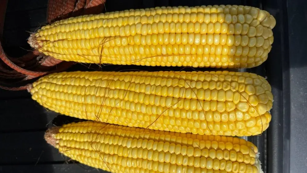 web-photo-template-onecms-1000-x-563-px-2025-08-22t062338-094