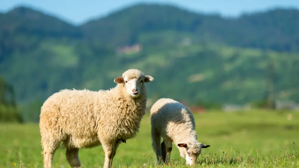 sheeps-in-a-meadow-in-the-mountains