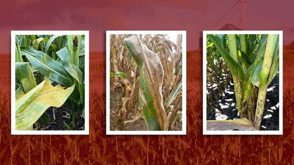 2025-08-22-corn-diseases-hero