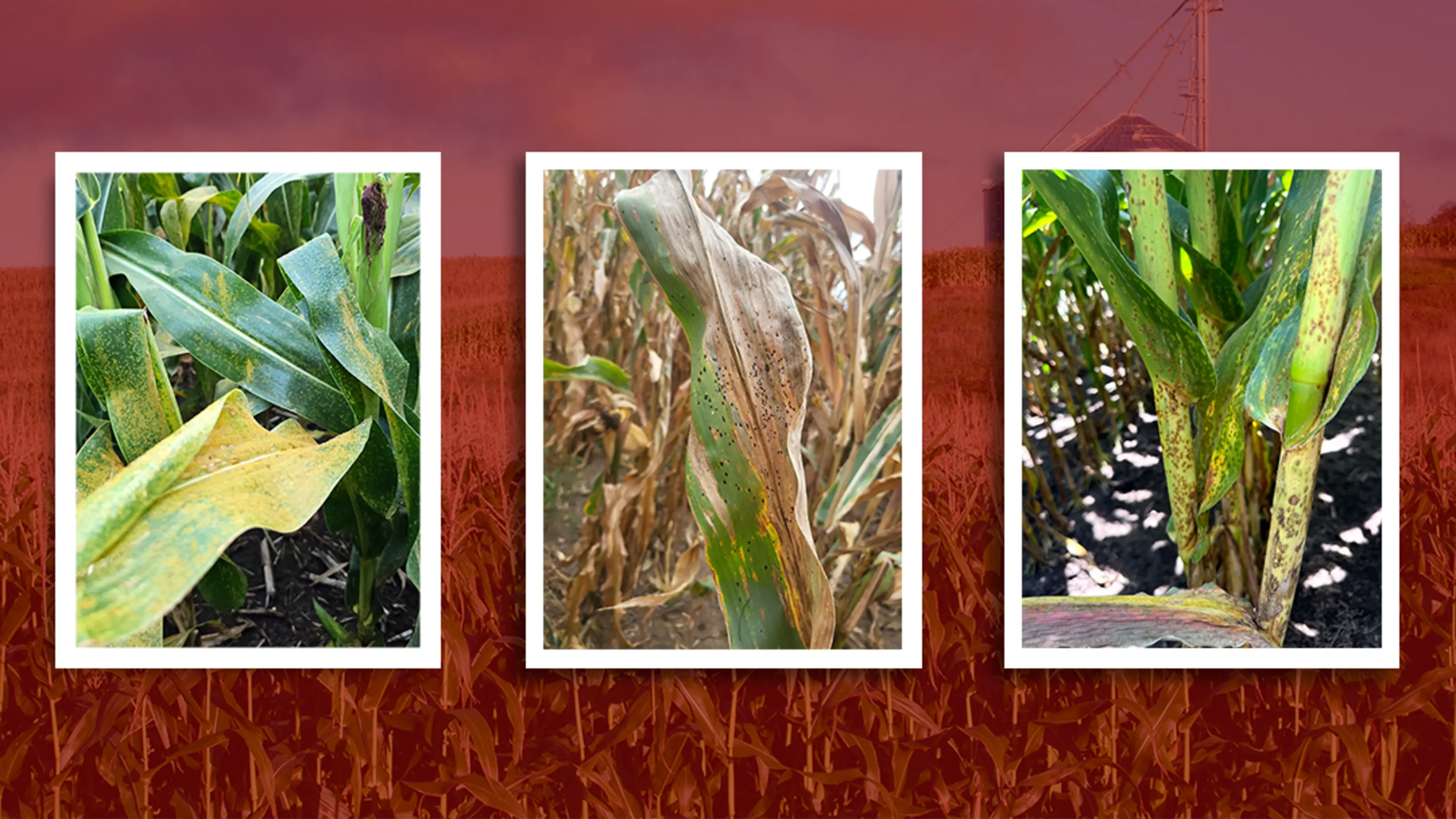 2025-08-22-corn-diseases-hero