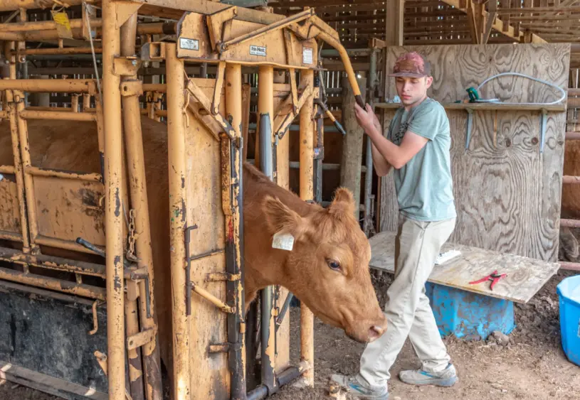 drenching-article_boehringer-ingelheim