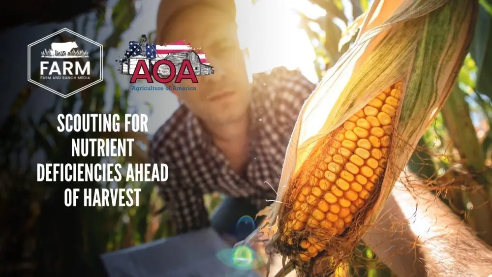 mosaic-thumbnail-1000x563966086-1