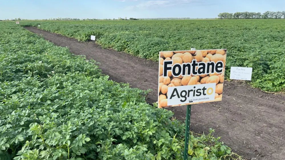Farmers and researchers evaluate potato varieties at a field day.