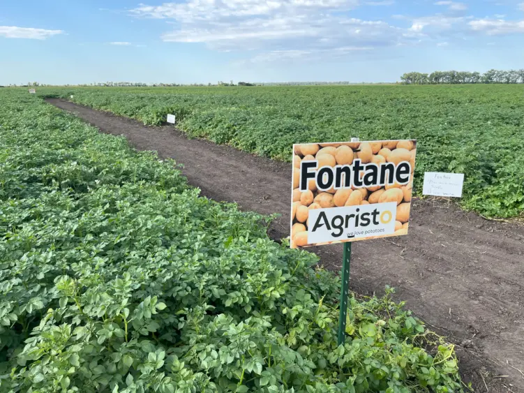 Farmers and researchers evaluate potato varieties at a field day.