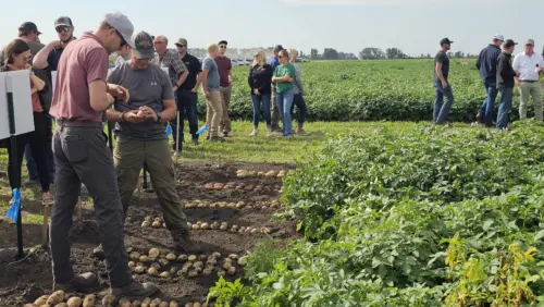 Farmers and researchers evaluate potato varieties at a field day.