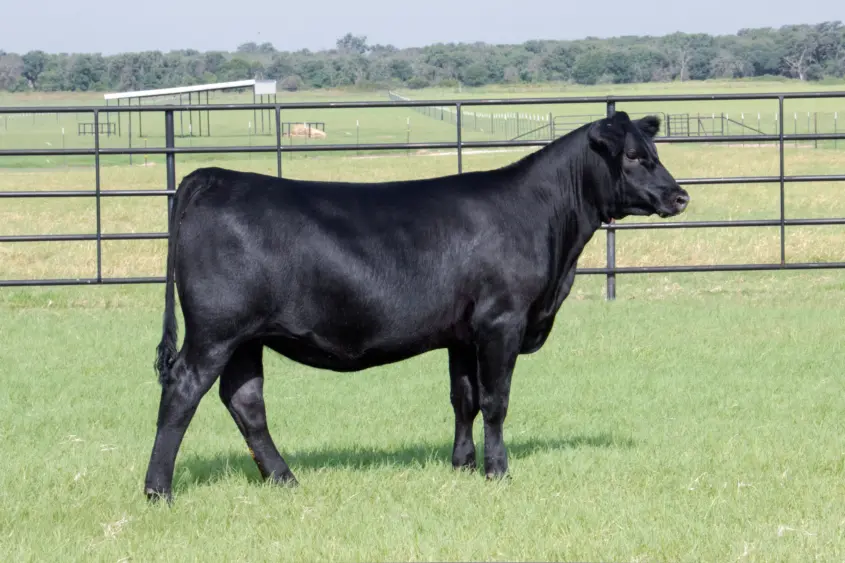 2025_af_heifer