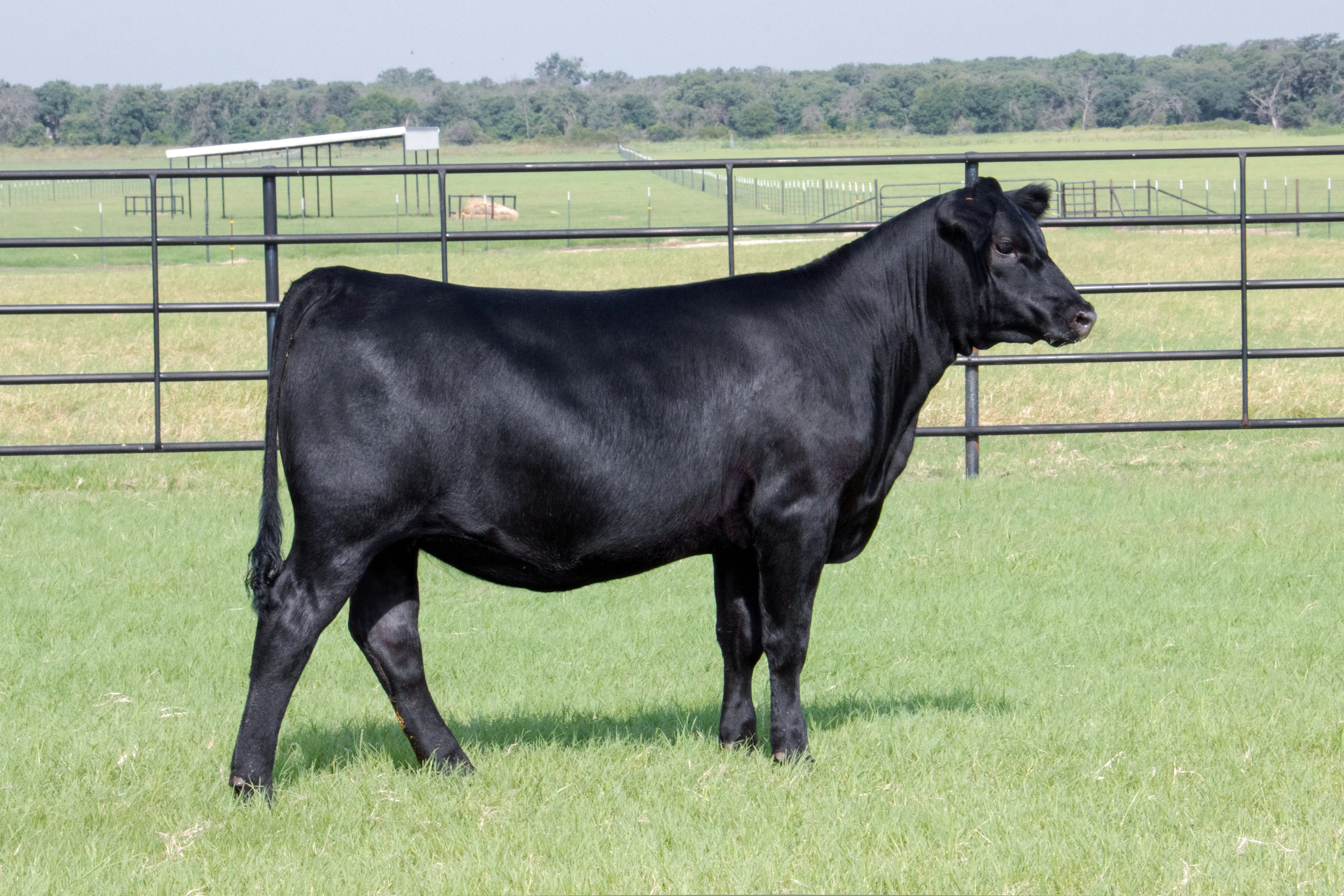 2025_af_heifer