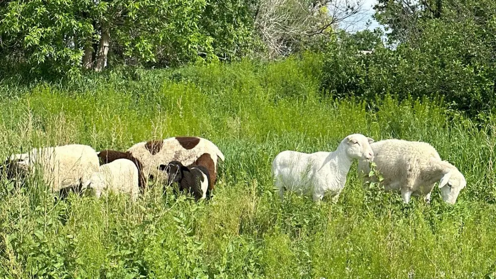 schwartz1-sheep