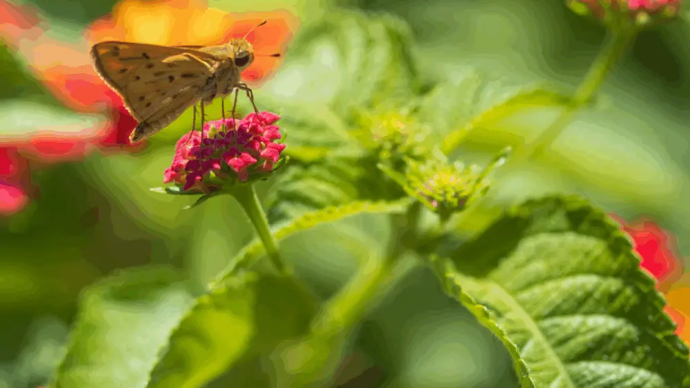 ncga-epa-pesticide-strategies
