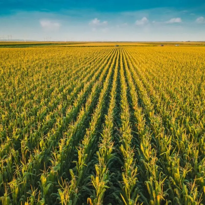 corn-ahead-of-harvest