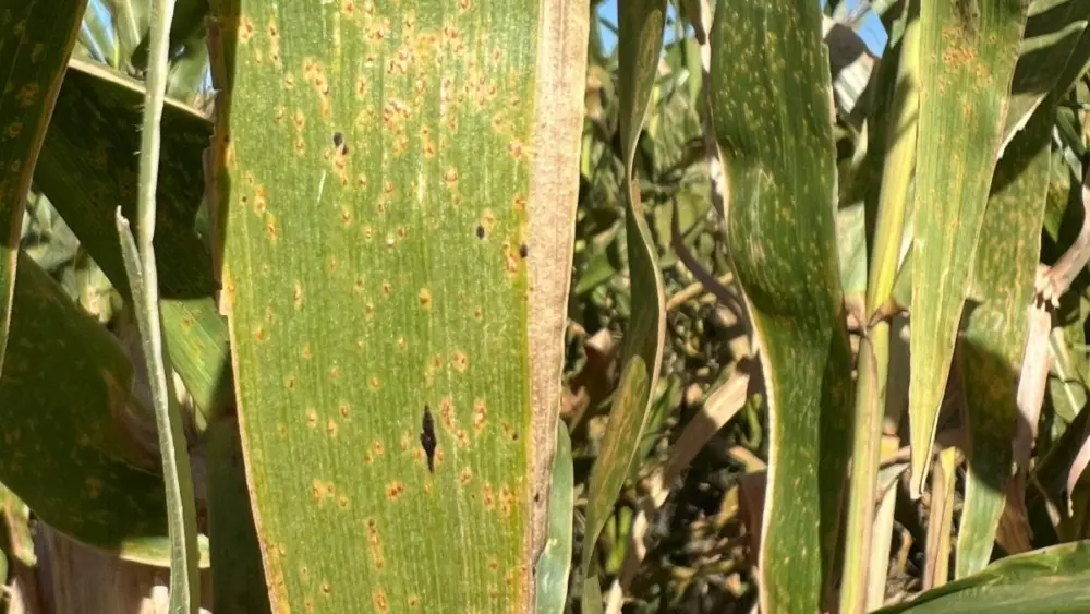 unnamed-2025-09-24t074104-883