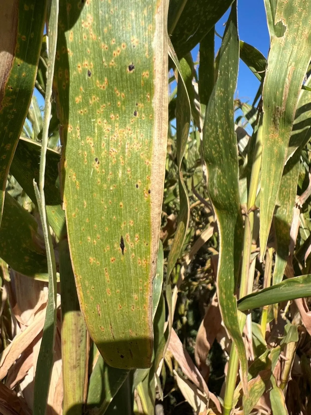 unnamed-2025-09-24t074104-883