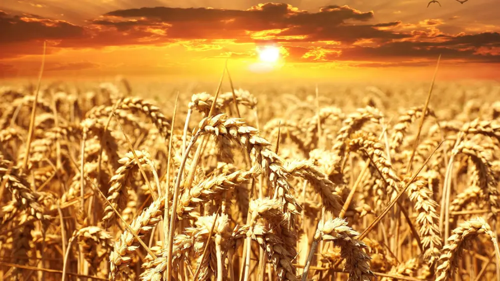 pexels-pixabay-39015