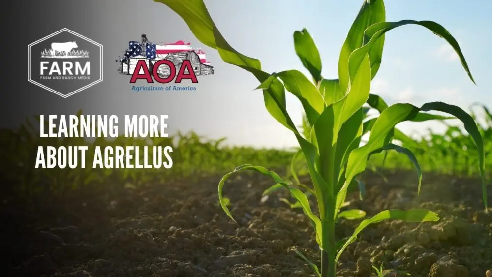 agrellus-thumbnail-1000x563805037-1