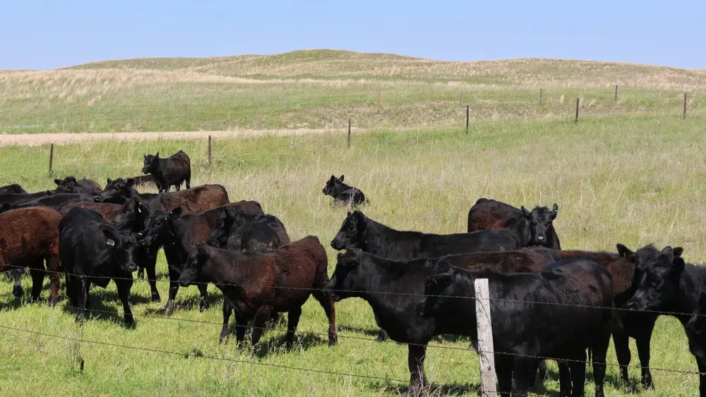tibbet-fence-cows