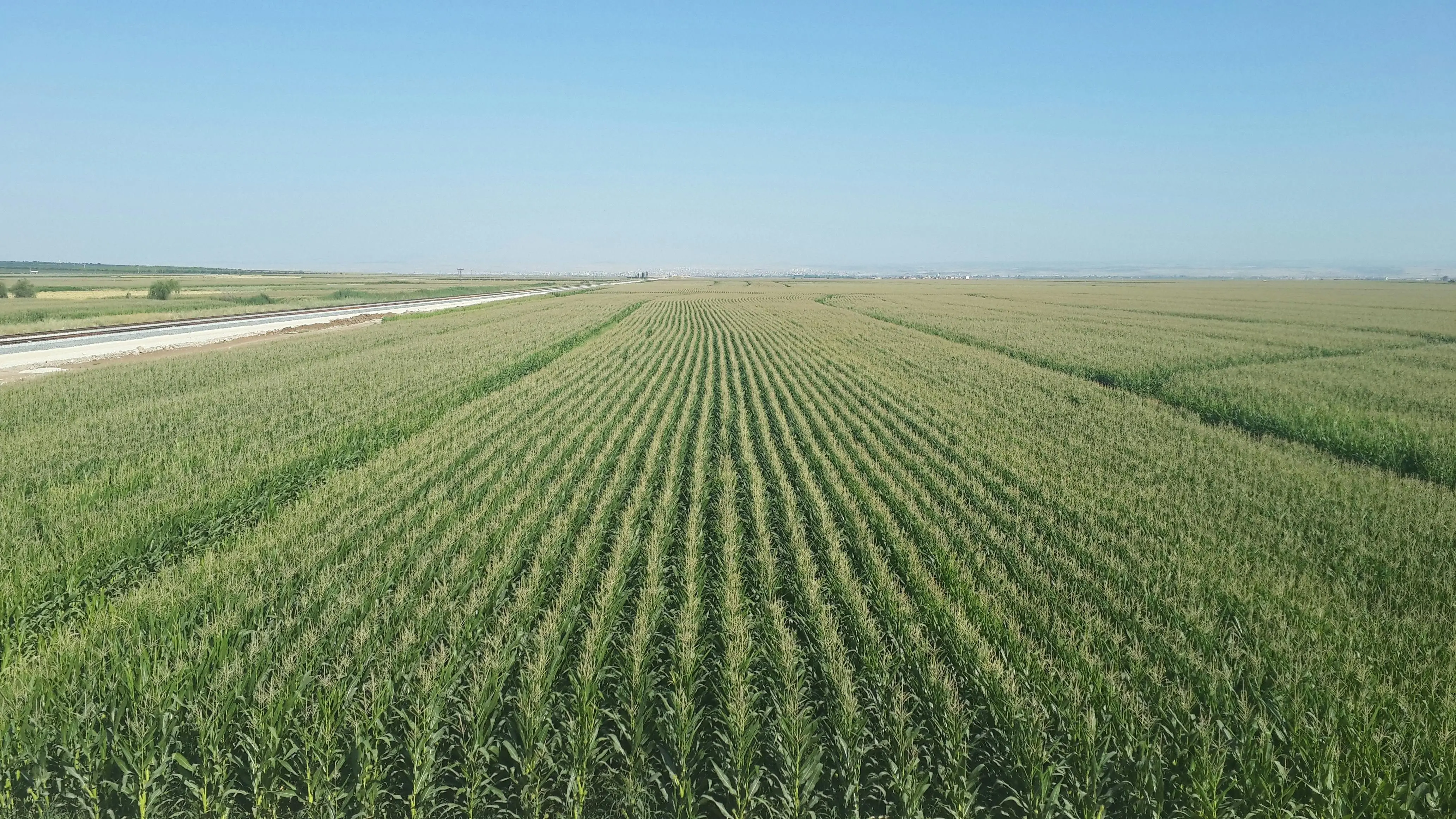 Once Dominant, U.S. Agricultural Exports Falter Amid Trade Disputes and Rising Competition