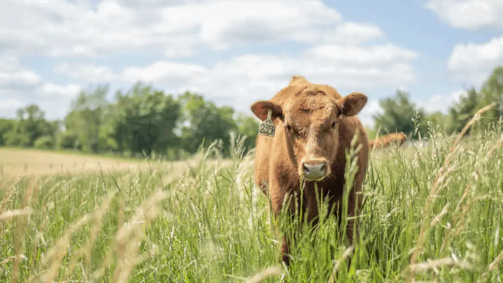 Photo courtesy of Boehringer Ingelheim