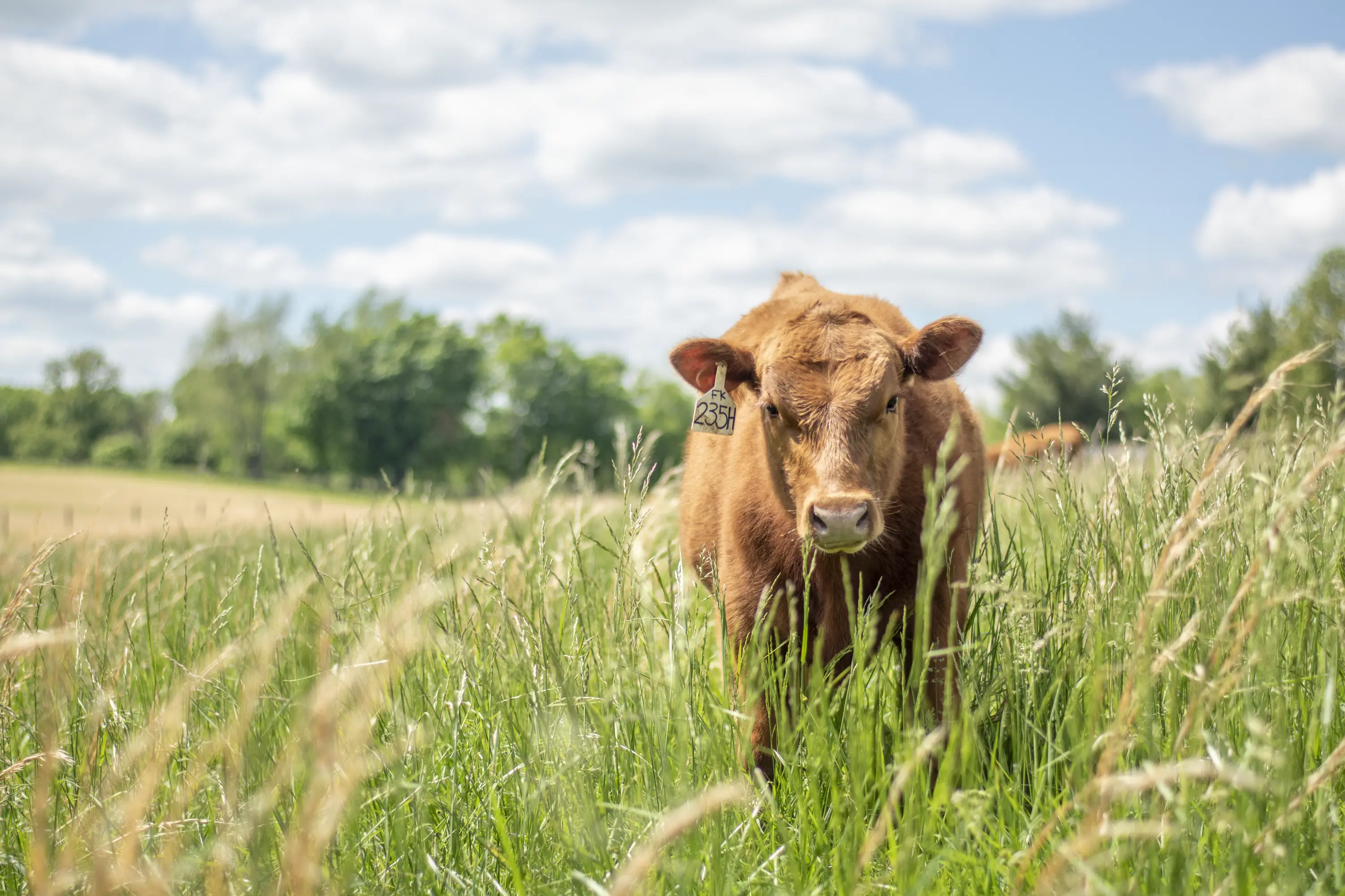 Photo courtesy of Boehringer Ingelheim