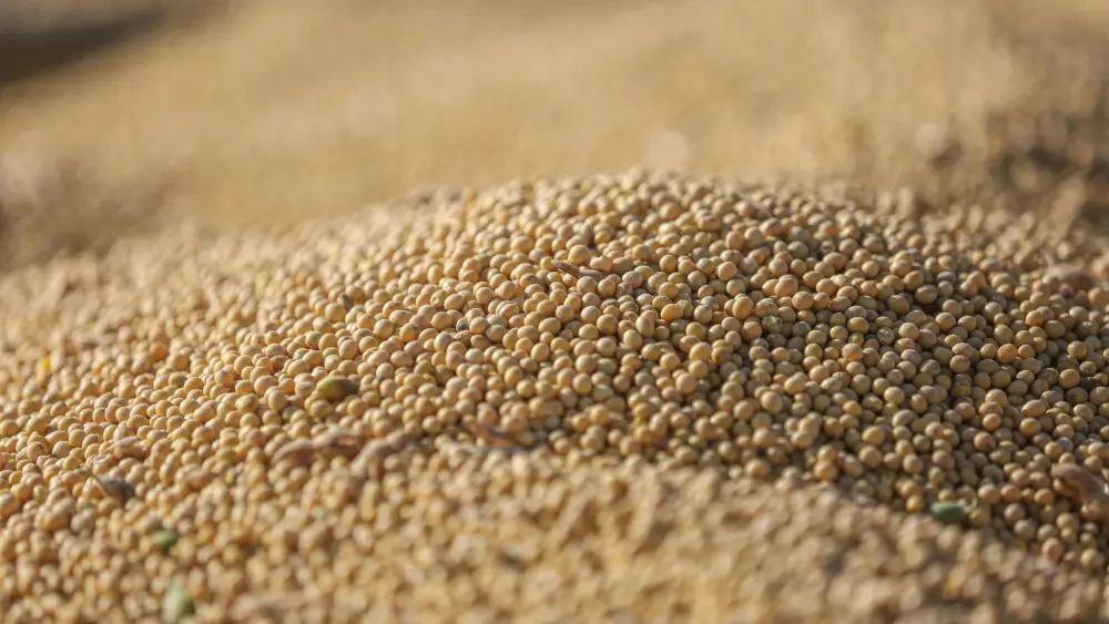 pexels-melquizedeque-31226914