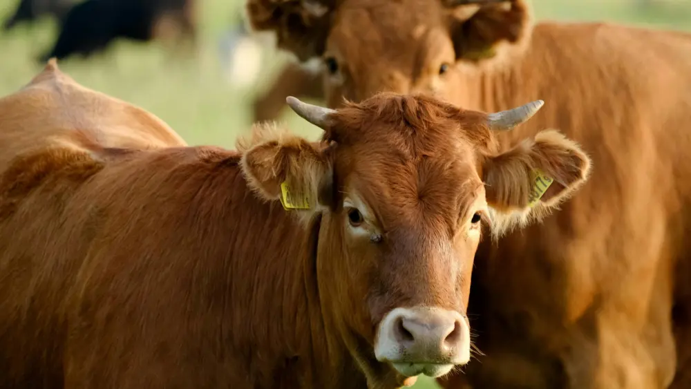 pexels-szafran-34154010