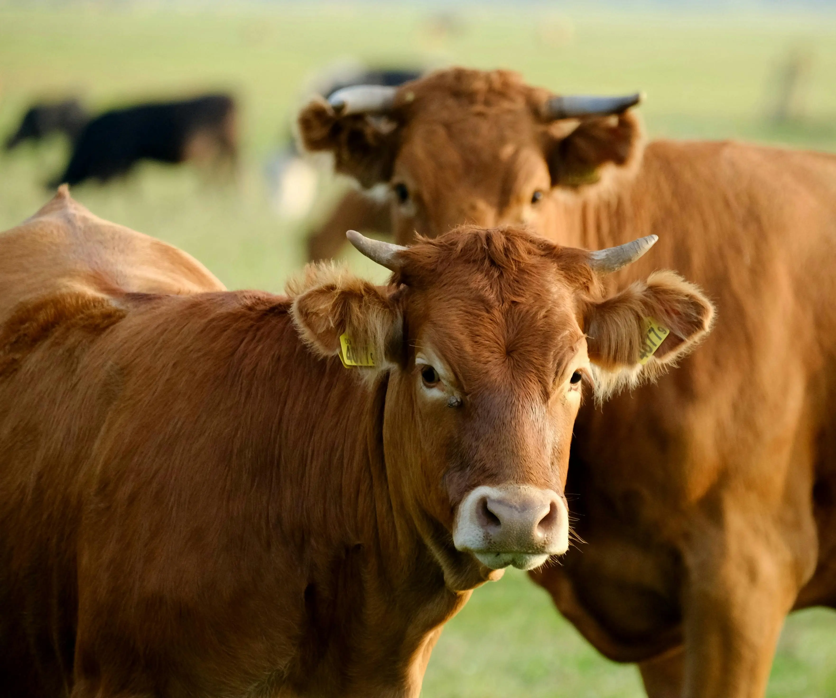 pexels-szafran-34154010