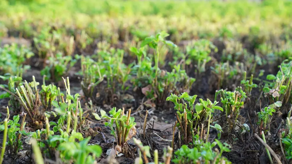 alfalfaplants-greenharvestingpodsofalfalfaplantswithattractive