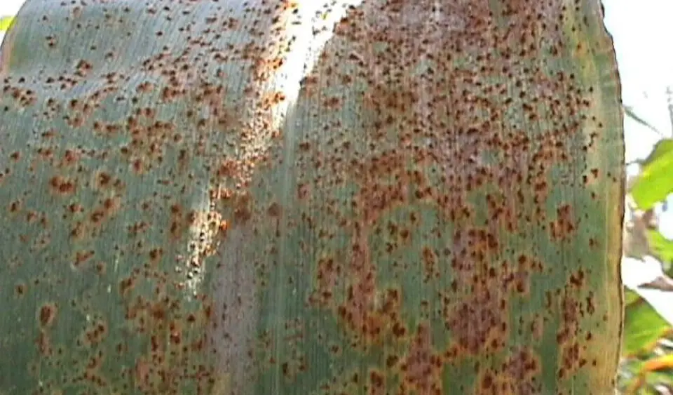 agronomy_photos_corn_3850-lowres