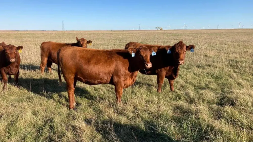 unnamed-2025-10-13t100122-966