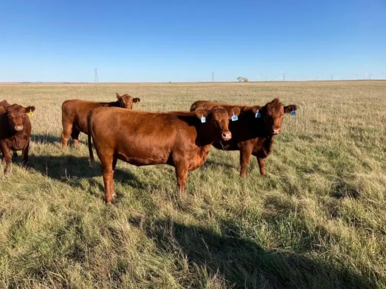 unnamed-2025-10-13t100122-966