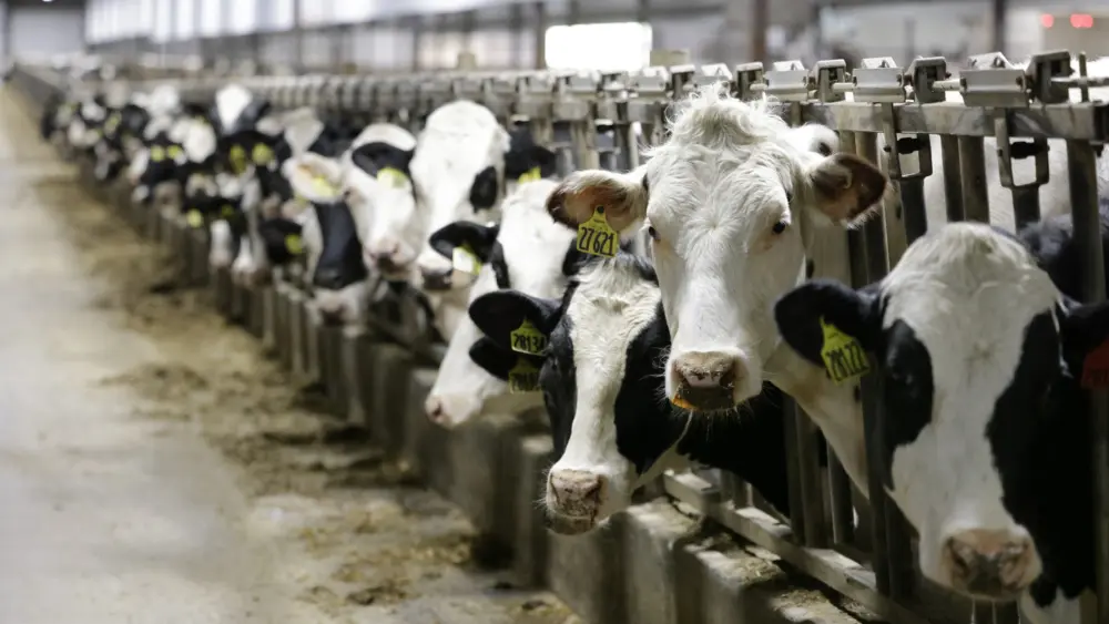 boehringer_pour-on-education-photo