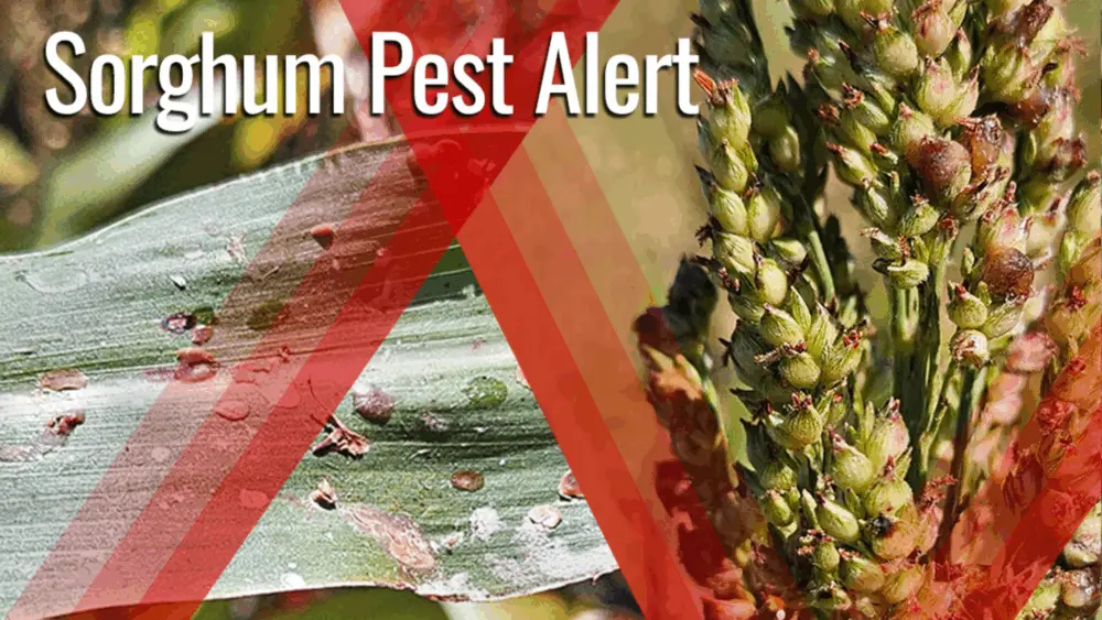 2025-10-17-ergot-sorghum-hero