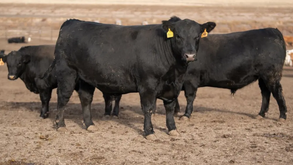 More than 5.77 million carcasses met Certified Angus Beef ® brand specifications, averaging a 37.6% acceptance rate for the year.