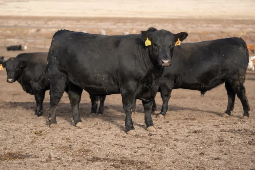 More than 5.77 million carcasses met Certified Angus Beef ® brand specifications, averaging a 37.6% acceptance rate for the year.