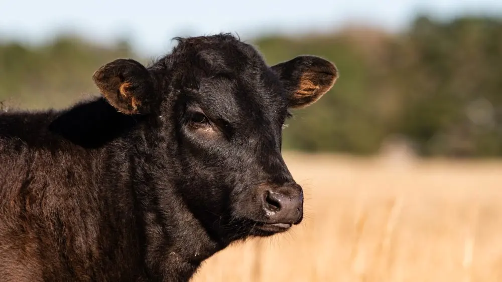 web-photo-template-onecms-1000-x-563-px-2025-10-22t151832-419