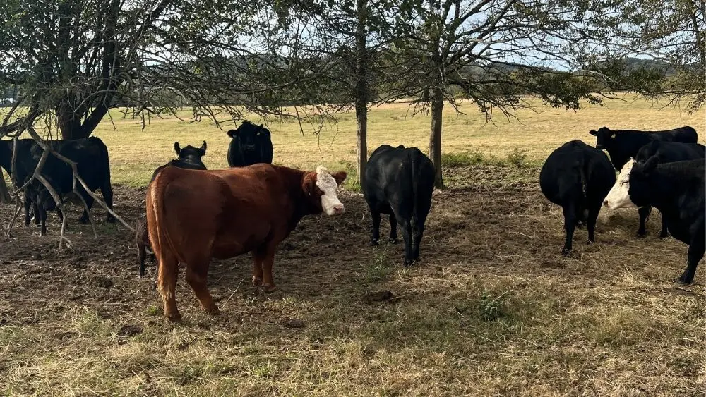 Photo courtesy of Jesse Allen