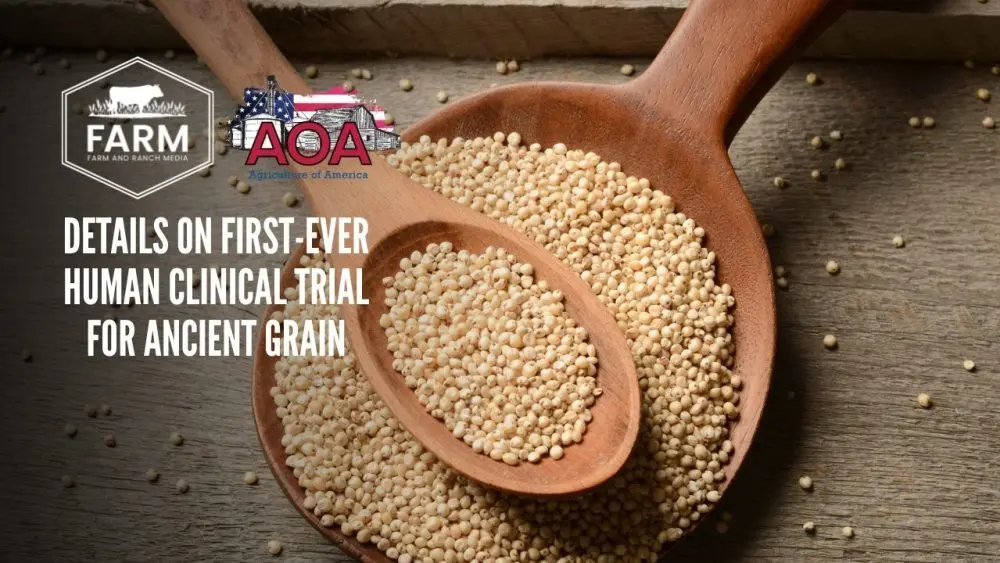 sorghum-thumbnail-1-1000x563288843-1