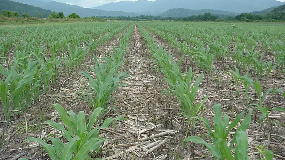 agronomy_photos_corn_4731