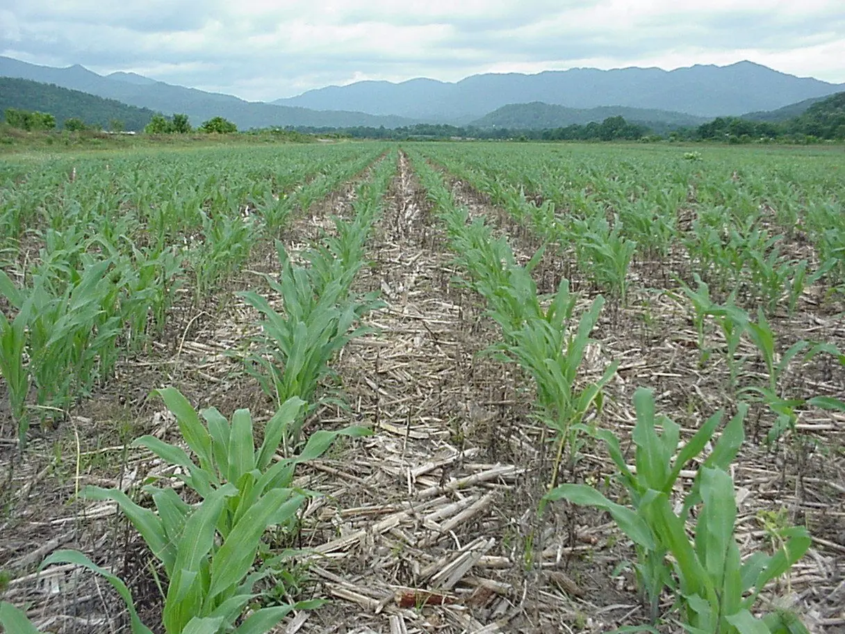agronomy_photos_corn_4731