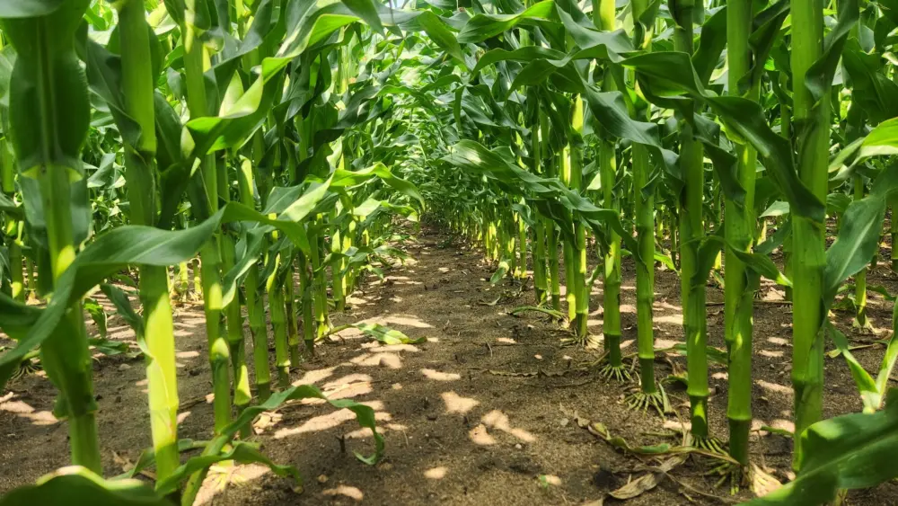 lg35c79_healthy_4-nov10nr